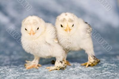 Cute little chickens