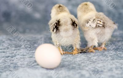 Where did the egg go