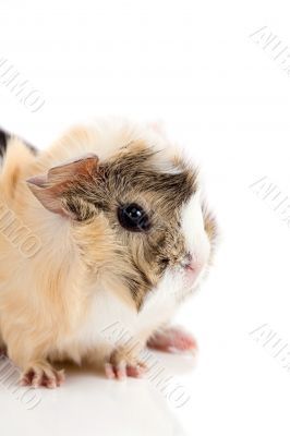Baby guinea pig