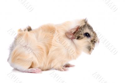 Young guinea pig