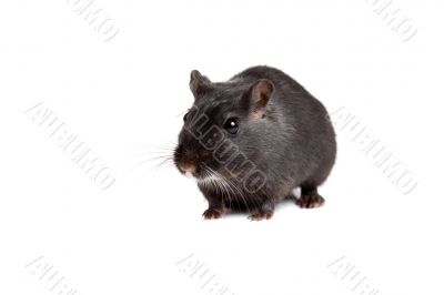 Little gerbil
