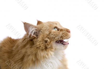 Unhappy cat