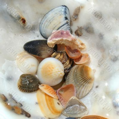 Shells Under Water