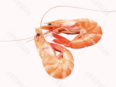Two shrimps