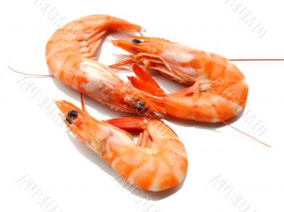Three shrimps