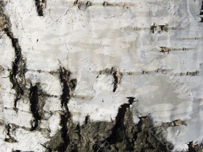 Texture from a birch bark