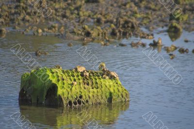 Old Crab Pot