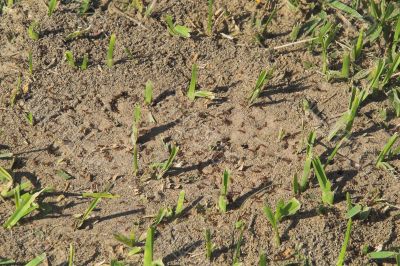 Fire Ants