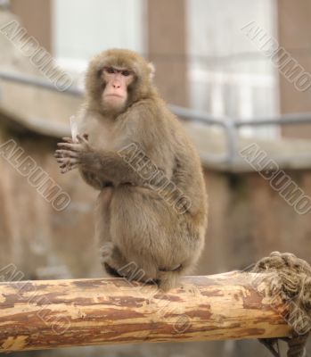 Japanese macaque