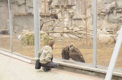 black vulture