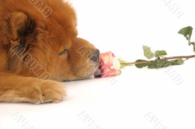 Chow-chow and rose