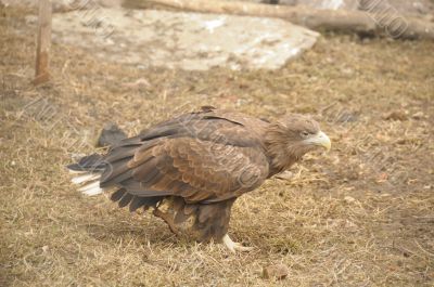 steppe eagle