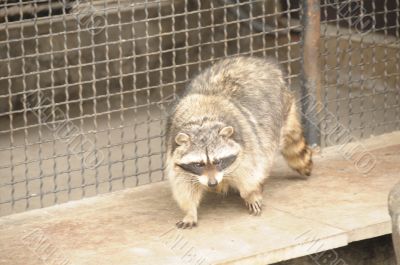 common racoon