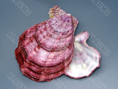 The Seashells and pearl.