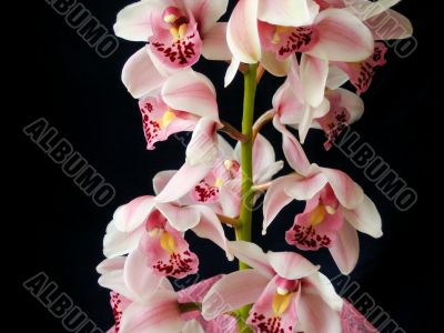 Pink orchid