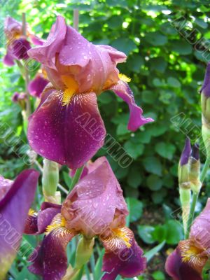 Purple iris with water droplets