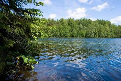 Summer at the forest lake