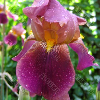 Purple iris with water droplets