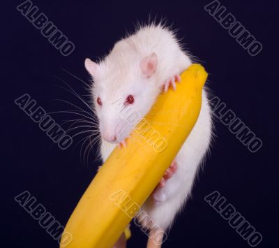rat on a banana