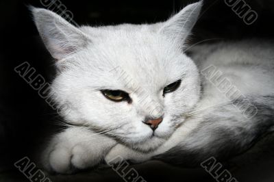 rest complacent cat