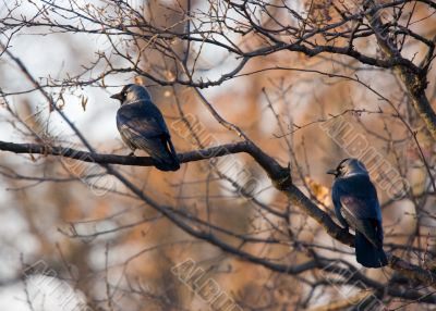 Two jackdaws