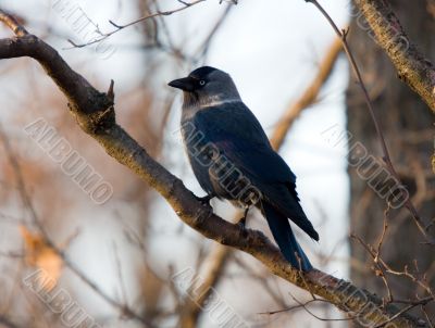 jackdaw on a branch