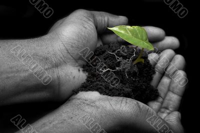 hands holding plant