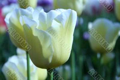 Yellow-white tulips