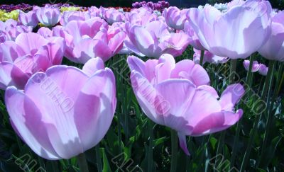 Purple-white tulips backlit by low sun
