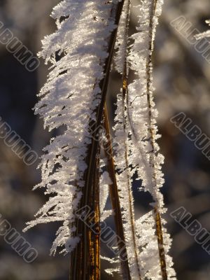 Frost
