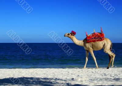 Camel Beach