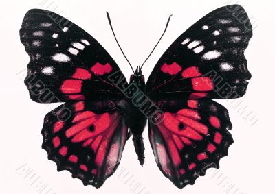 Nice butterfly