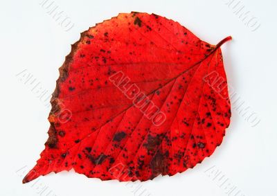 Autumn leaf