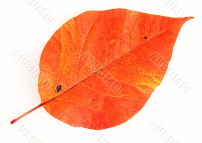 Autumn leaf