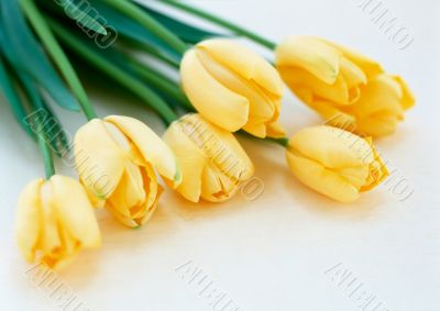 Yellow tulips