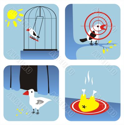 All about birds