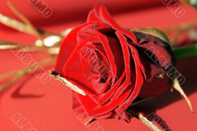 Red rose