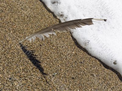 Feather of a bird