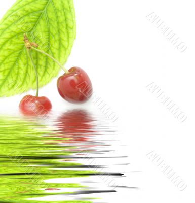 sweet cherry