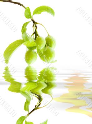 Branch green plums