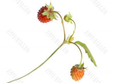 Wild strawberry