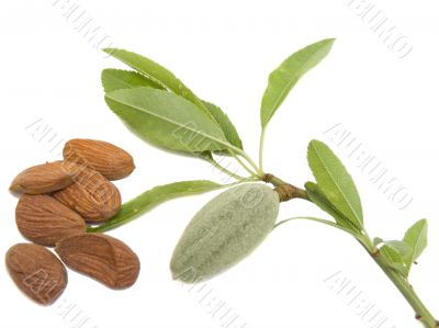 almond