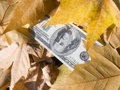 American dollars and autumn  leaves