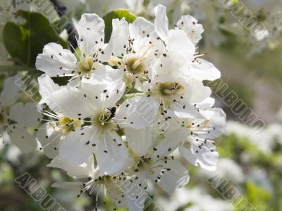 Crab apple blossoms in the spring