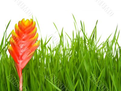 Grass and flower