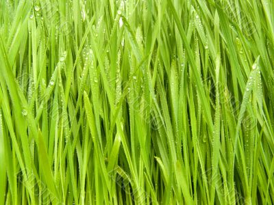 A grass in dew