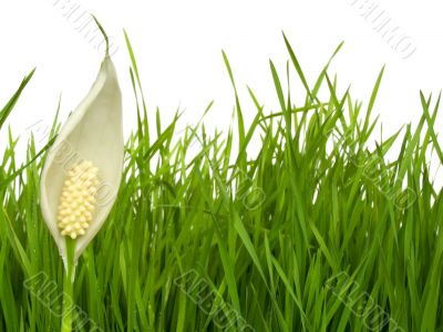 Grass and flower