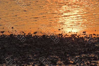 Oyster Bed at Sunrise
