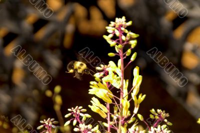 Bumble Bee