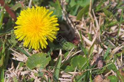 Dandelion